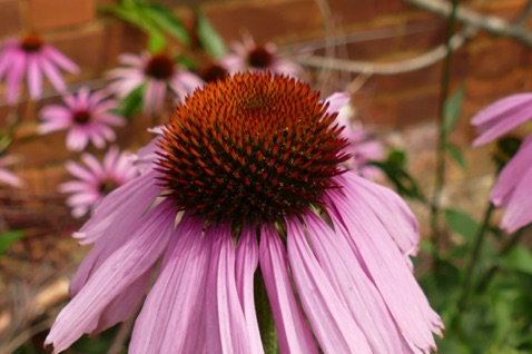 Cornflower