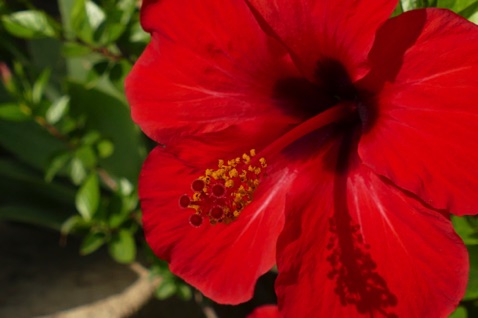 Hibiscus