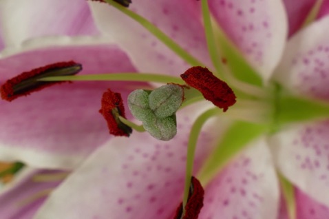 Lily Pollen