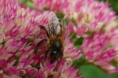 Wasp hunting for nectar