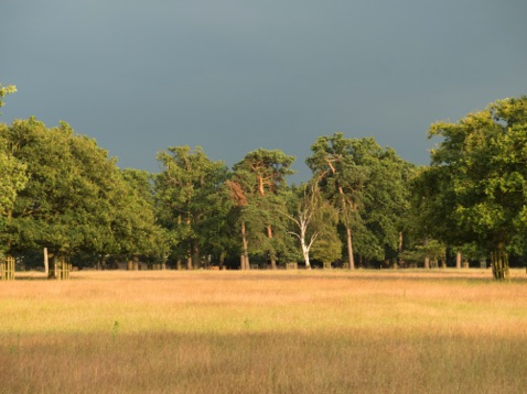 Richmond Park