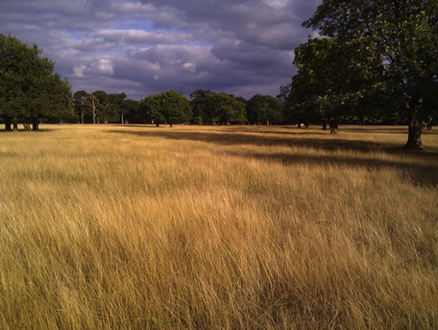 Long Grass