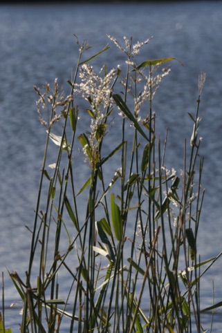 Pen Ponds