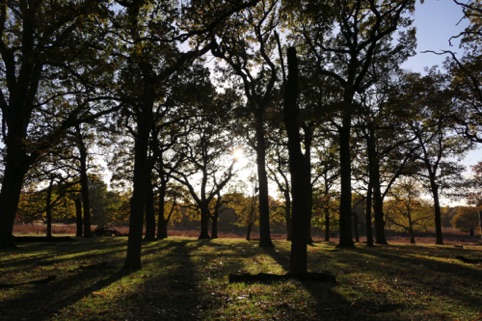 Backlit Trees