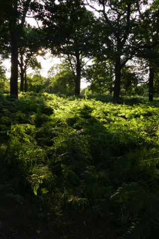 Sunlit Bracken