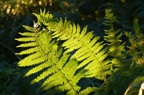 Backlit Fern