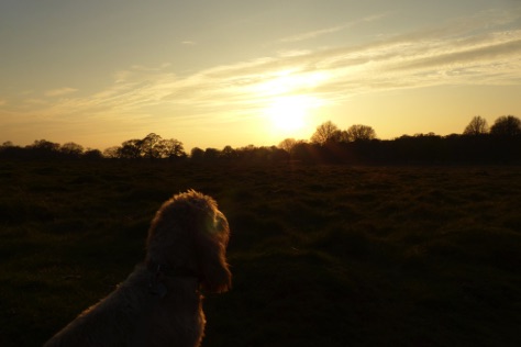 Richmond Park