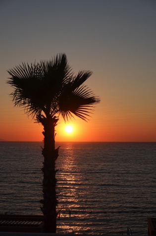 Palm Tree sunset