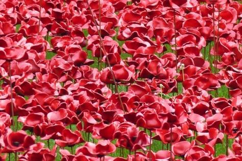 Memorial Poppies