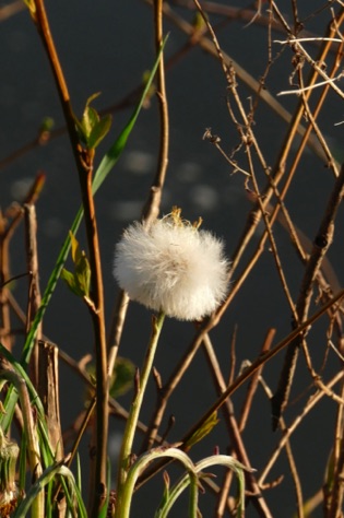 Dandelion