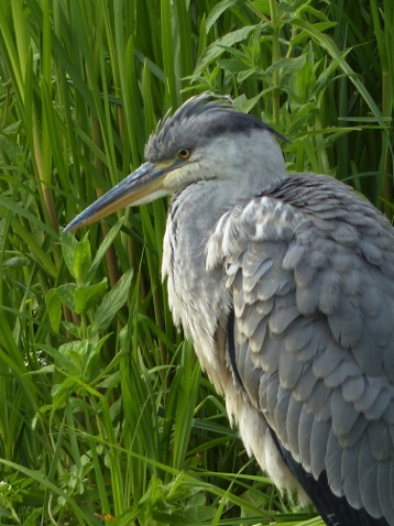 Heron