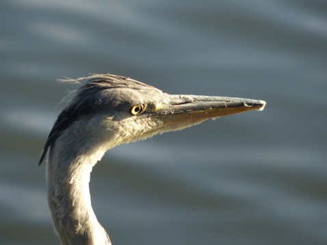 Heron