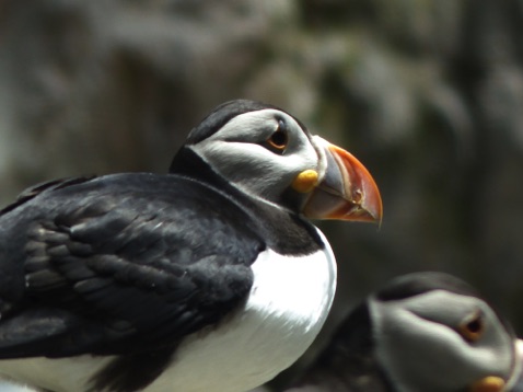 Puffin