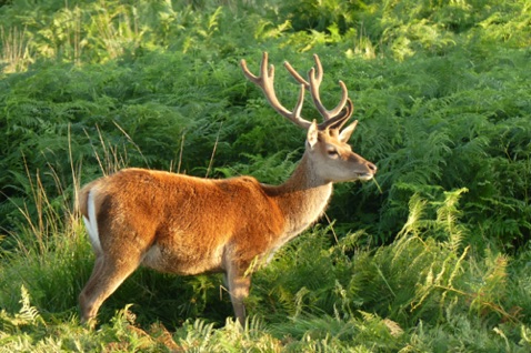 Young Stag