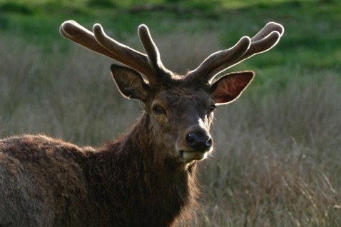 Stag